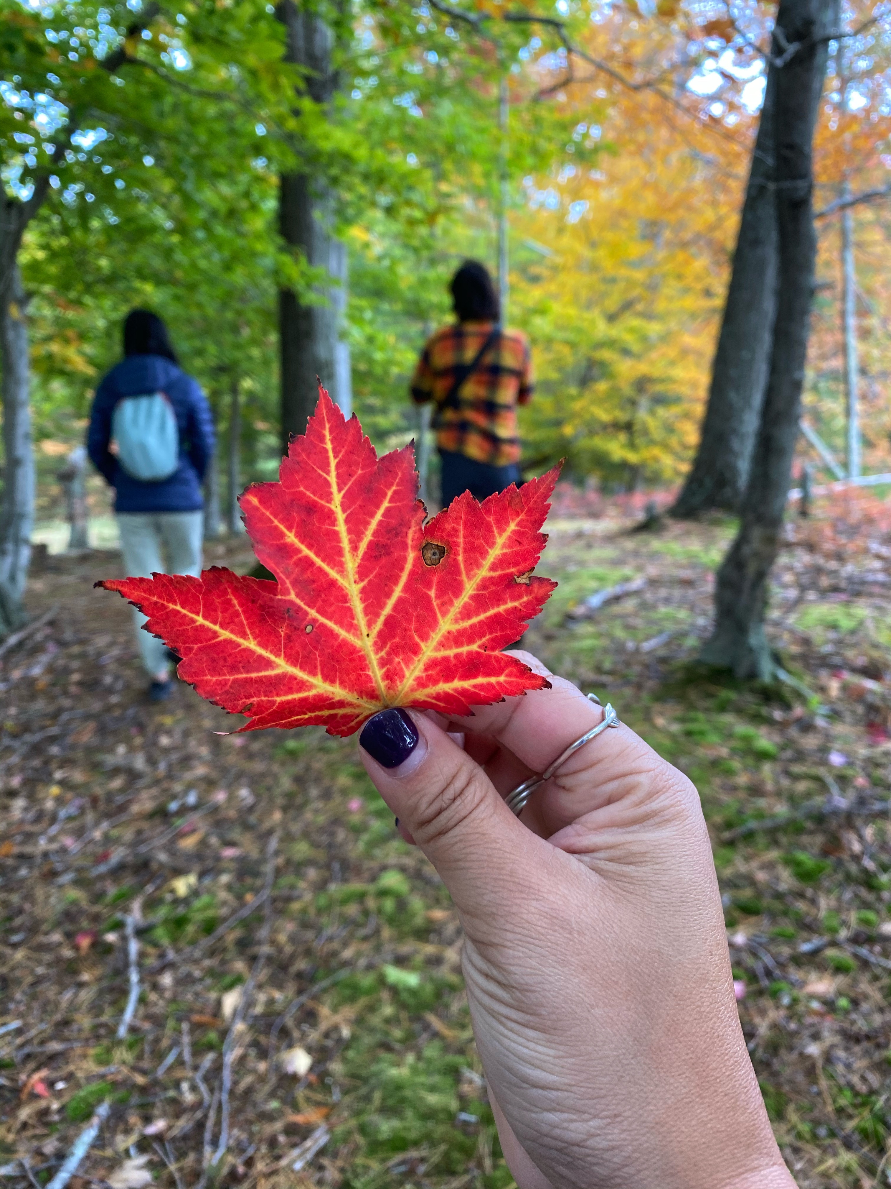 leaf peeping